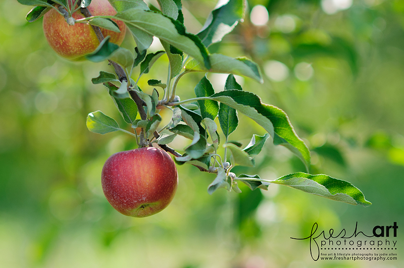 apple picking